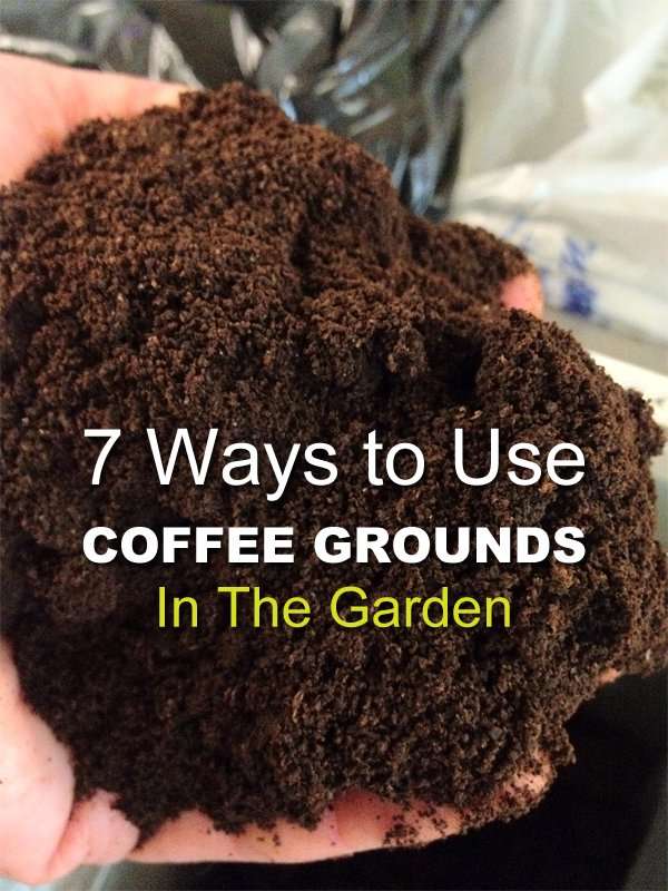 7 Ways to Use Coffee Grounds in the Garden â Info You ...
