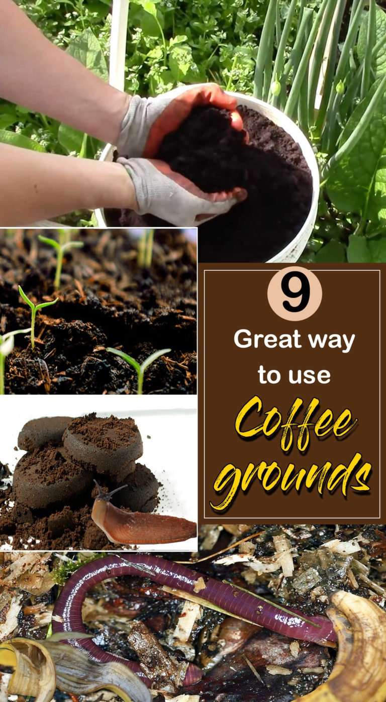 9 Great way to use Coffee grounds