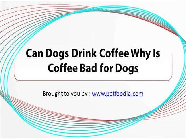 Can Dogs Drink Coffee Why is Coffee Bad for Dogs