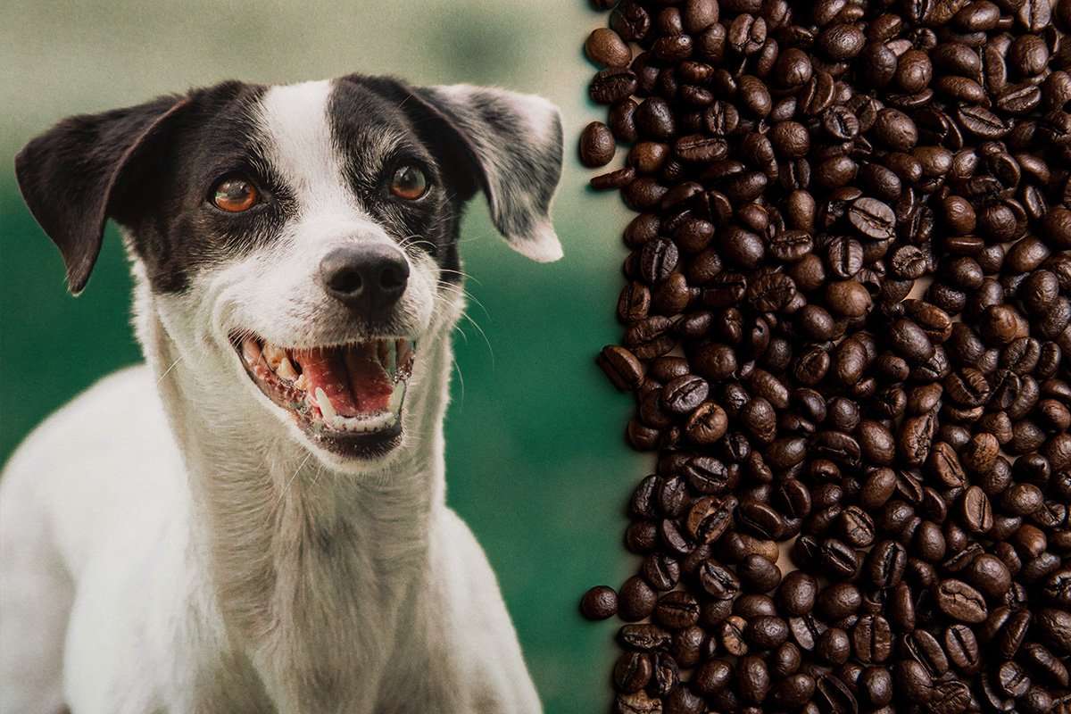 Can Dogs Have Coffee? Toxic Foods for Dogs