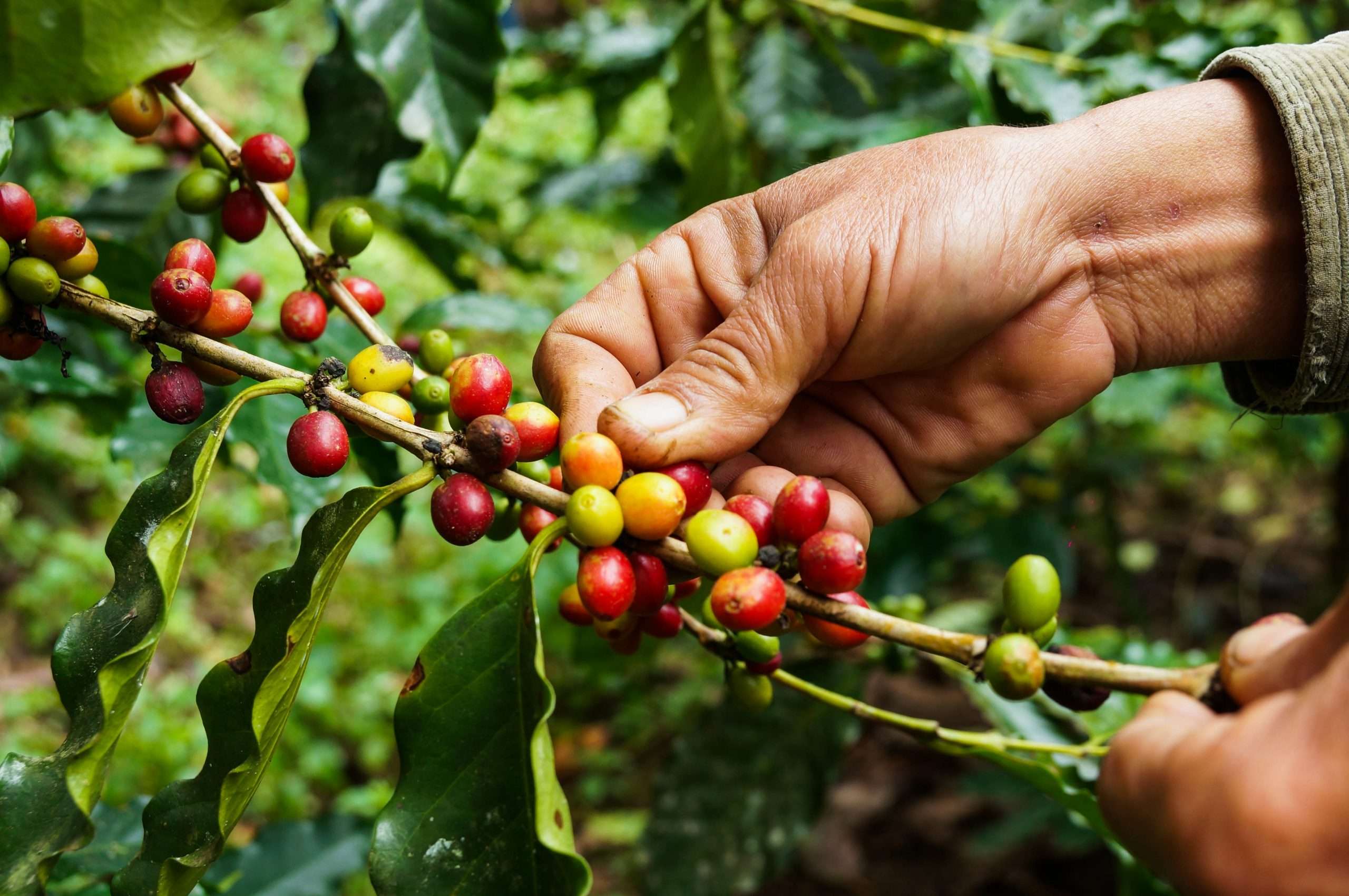 Coffee Bean Growing Conditions Affect Flavor