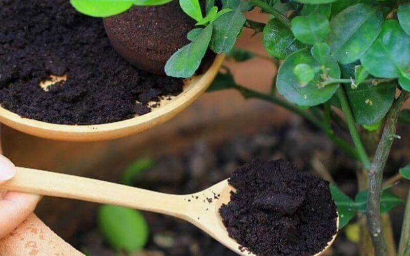 Coffee Grounds For Houseplants: Are They Good For Your ...