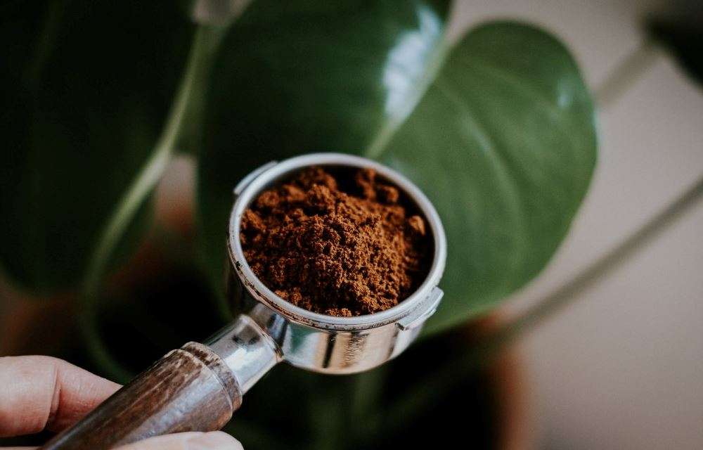 Coffee grounds in the garden? 6 VITAL FACTS
