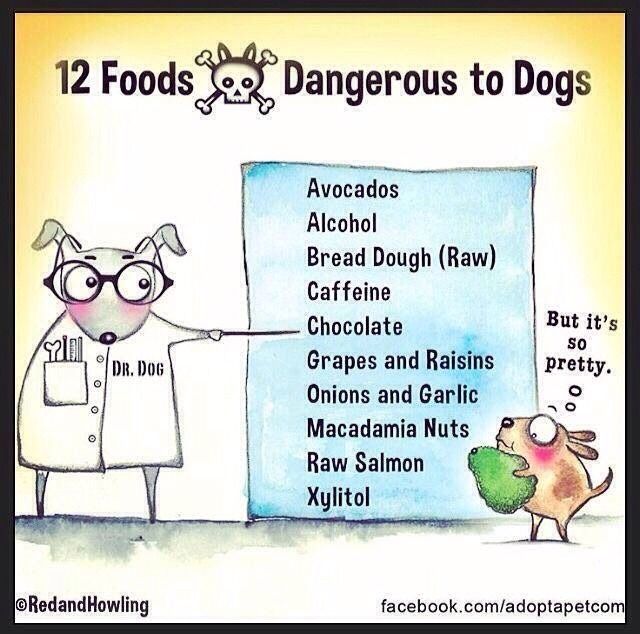 Food Alergies In Dogs 
