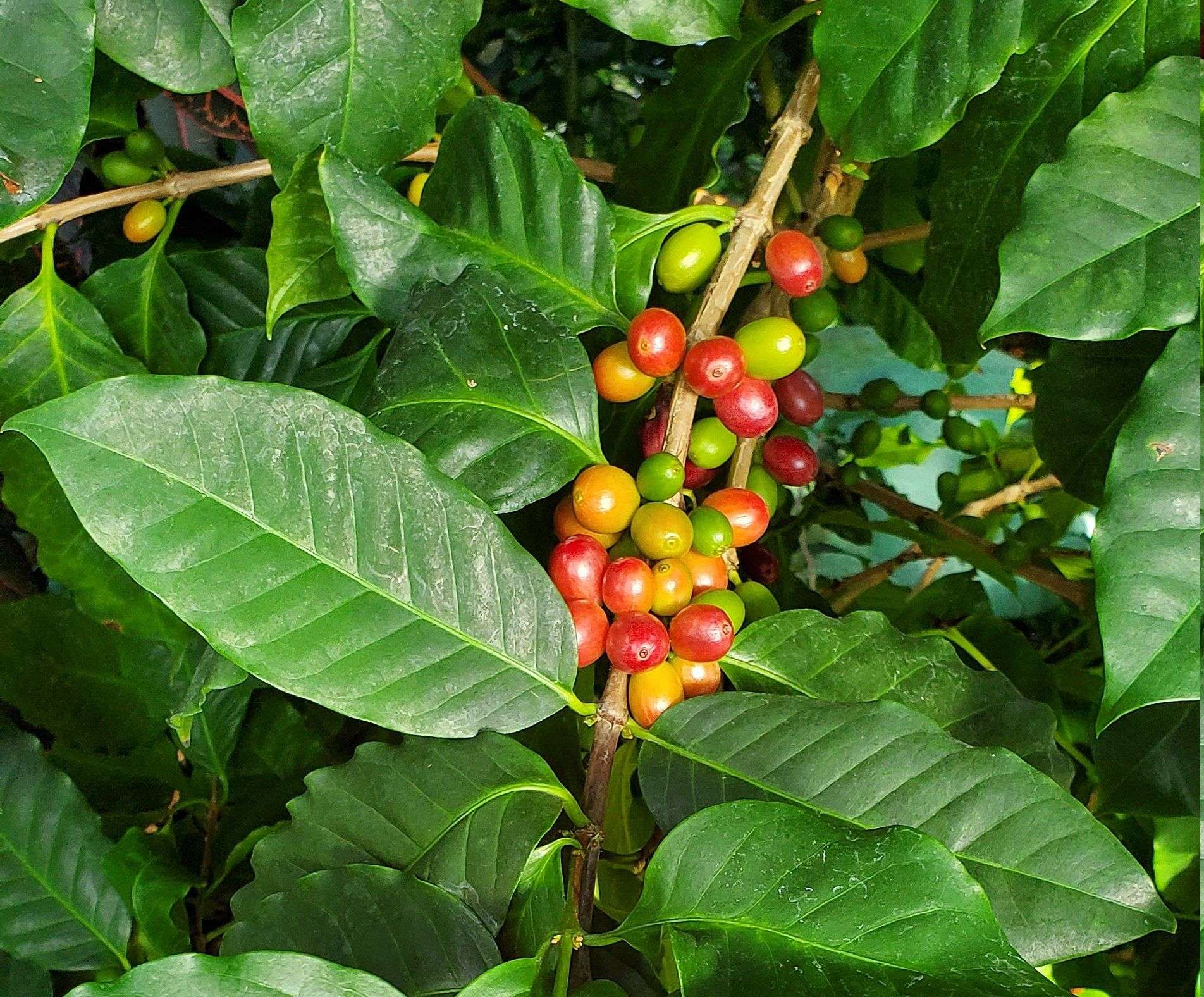 How To Grow Coffee Beans Indoors / Arabica Coffee Plant