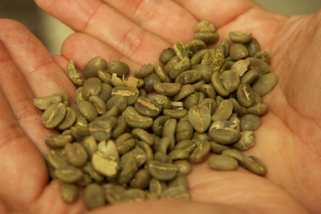 How to Make Green Coffee from Unroasted Coffee Beans ...