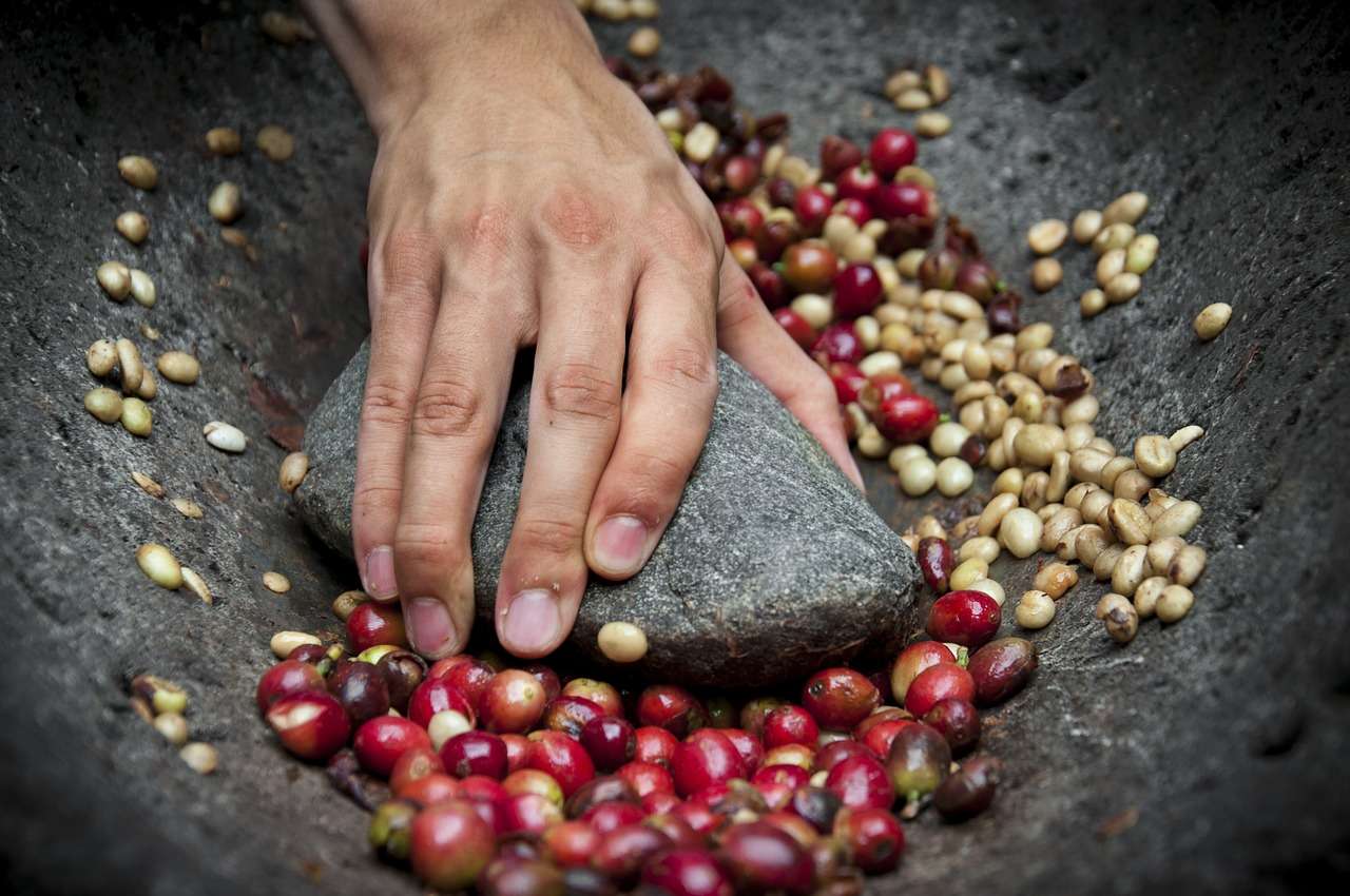 How to Produce Arabica and Robusta Single Origin Coffee Beans