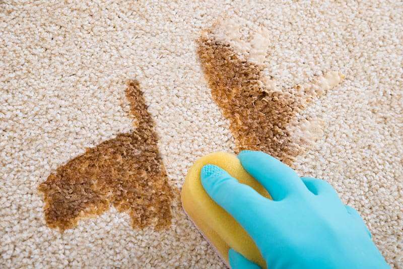 How to Remove Coffee Stains from Carpet in Simple and Easy ...
