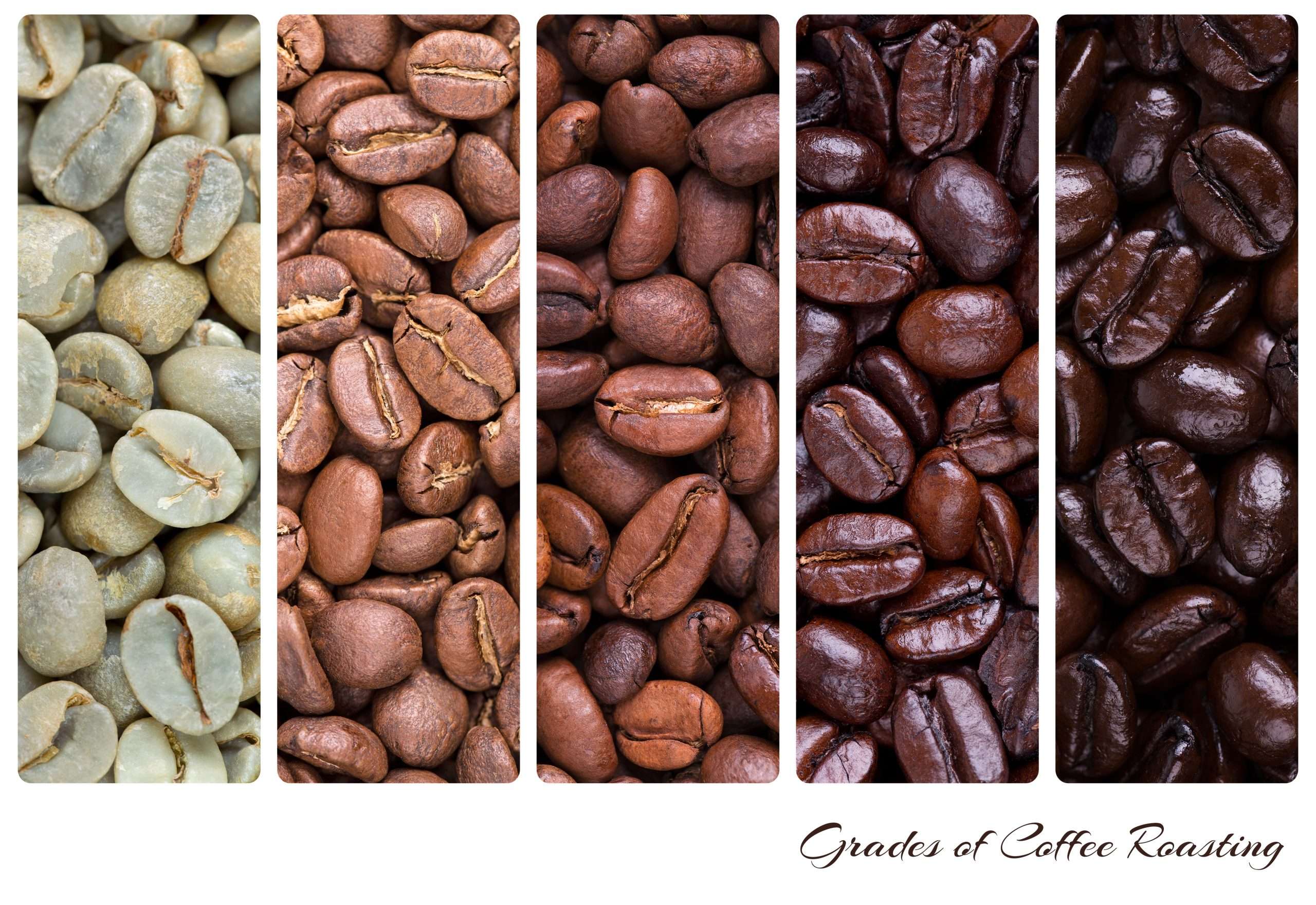 How to Roast Coffee Beans  Django Coffee Co.