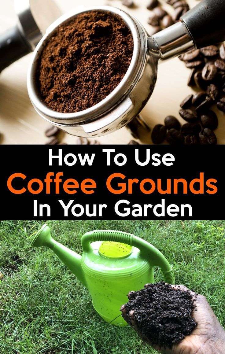 How to Use Coffee Grounds in your Garden