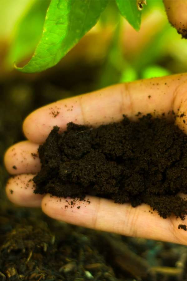 How To Use Coffee Grounds To Power Your Garden, Annuals ...