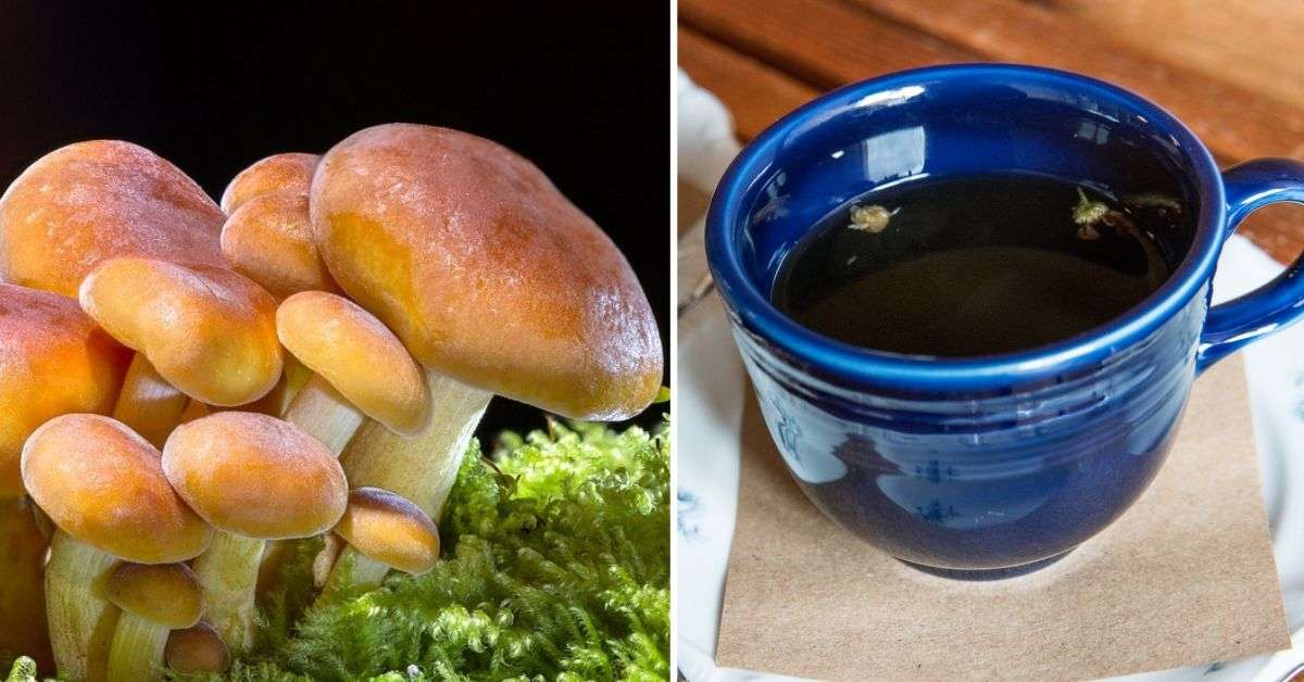 Mushroom Coffee Is Now A Thing And It