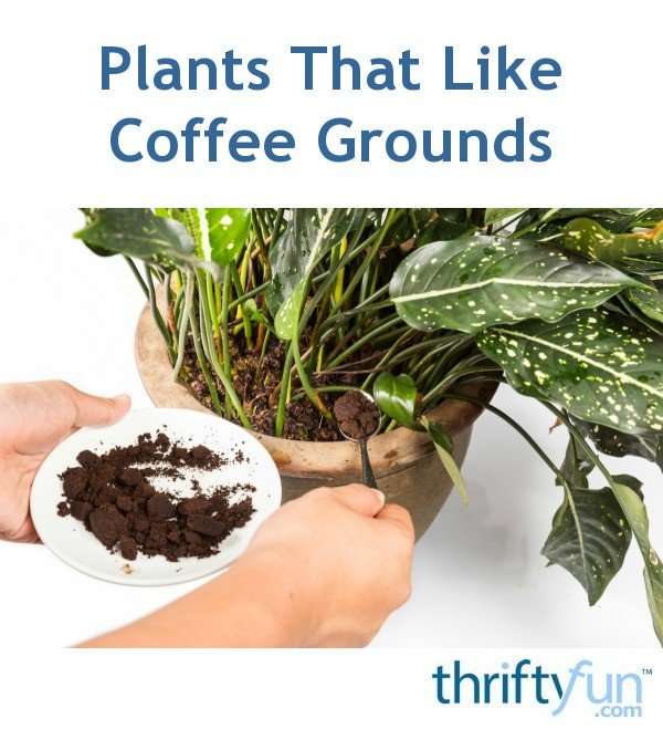 Plants That Like Coffee Grounds