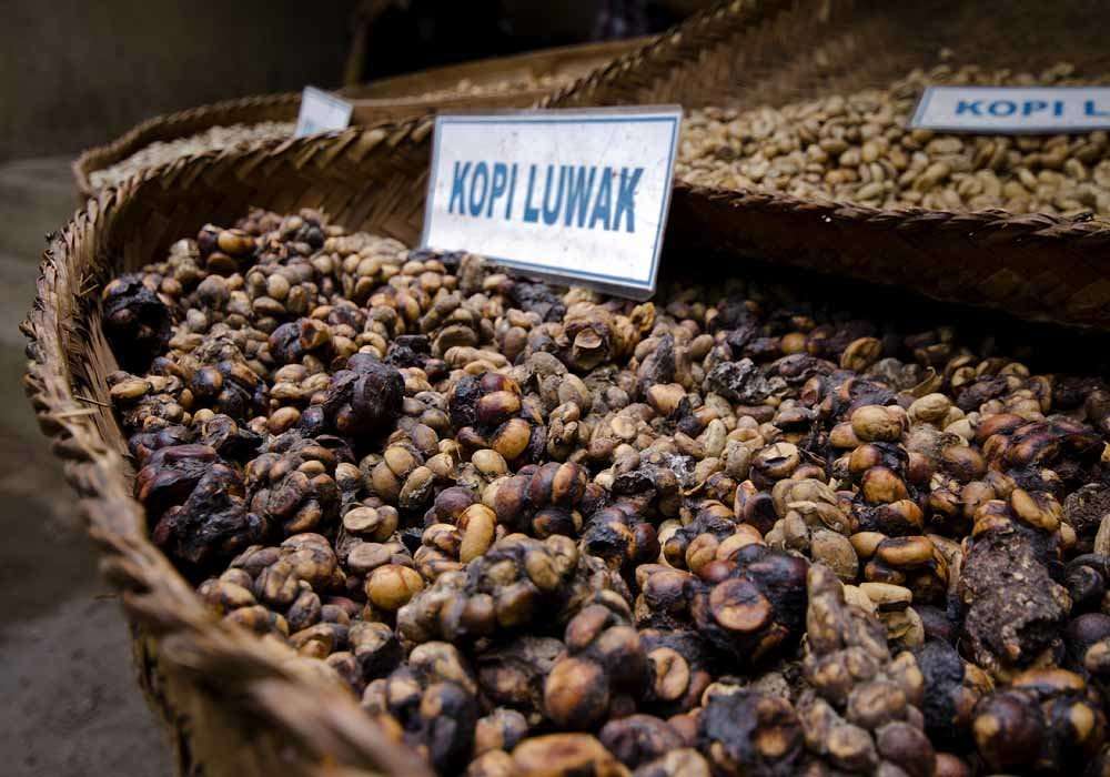 The Curious Case of Kopi Luwak [with PHOTOS]