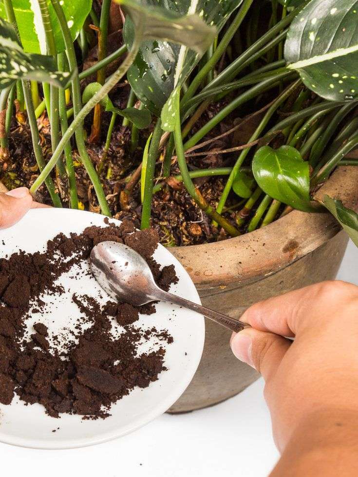 Used or spent coffee grounds can be used as a natural ...