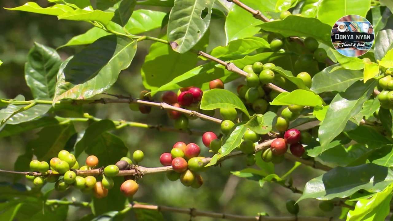 Where coffee comes from
