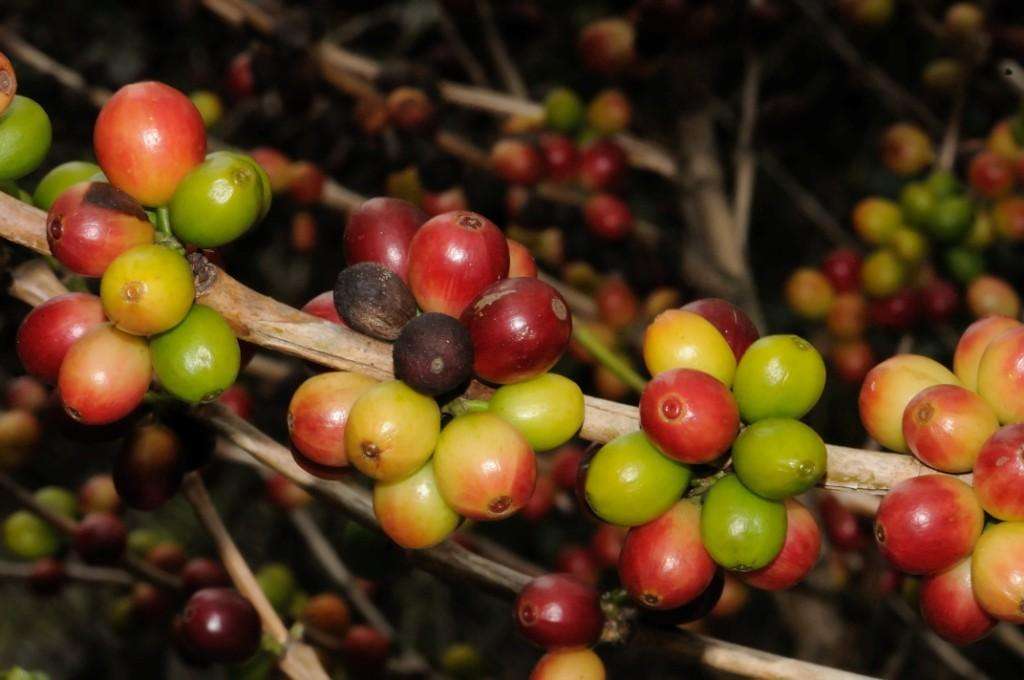 Where Coffee Comes From