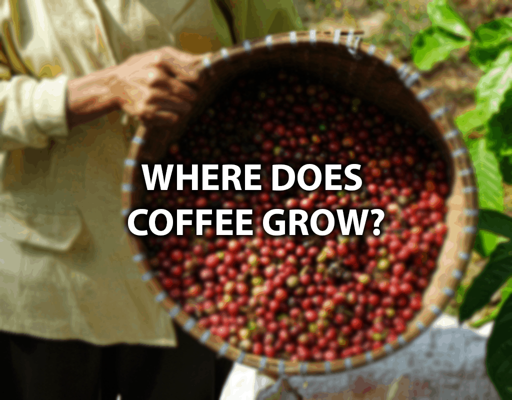 Where Does Coffee Come From: From The Plant To Your Home