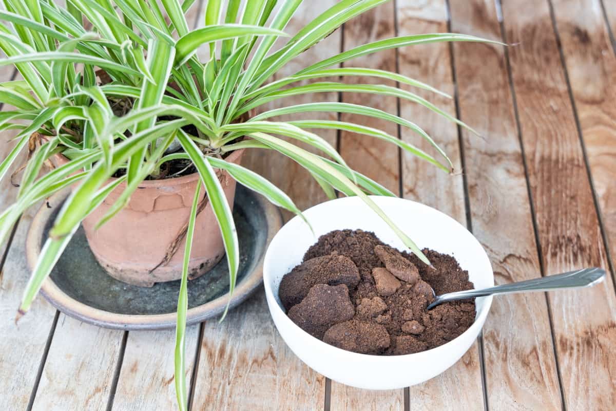Which Indoor Plants Like Coffee Grounds?